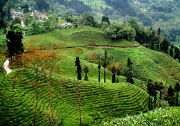 Golden Triangle of East Himalaya